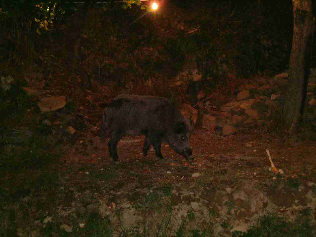  Image name: fau17.jpg 
 width: 1280 pixel 
 height: 960 pixel 
 Size: 45225 bytes 
 Click to enlarge 